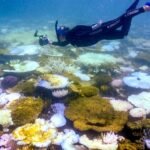 Great Barrier Reef again avoids ‘in danger’ label