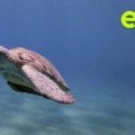 Tourists saving sea turtles in Egypt