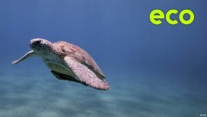 Tourists saving sea turtles in Egypt