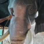 In India’s Hindu temples, robots replace live elephants
