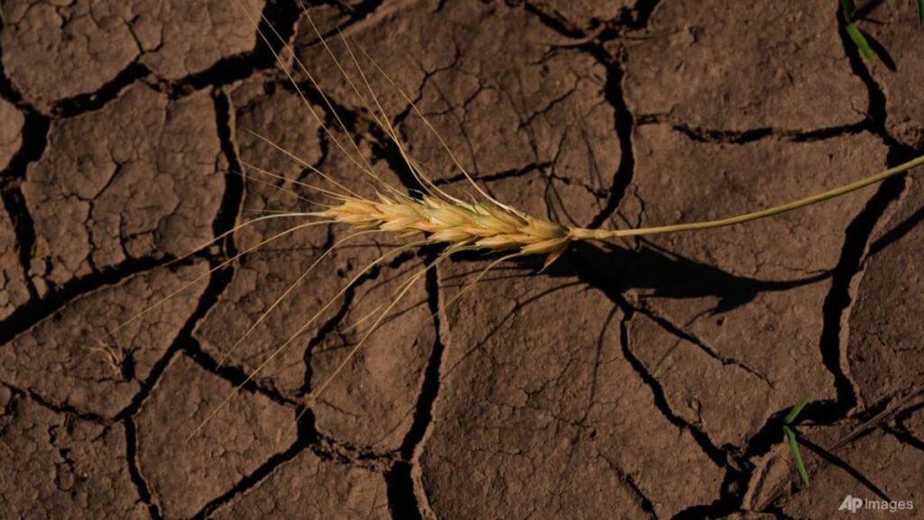 Strengthening El Nino likely to ‘rank among largest’ on record: US agency