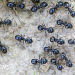 South Korea: Michelin-starred restaurateur faces jail for using ants as garnish