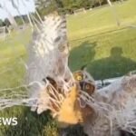 Watch: Police officers free owl tangled in football net