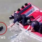Watch rescuers save missing dog from San Francisco Bay