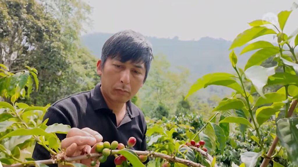 Taiwan bets on premium coffee, with Alishan’s beans commanding some of the world’s highest prices