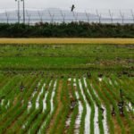 South Korea recovers landmines washed from North by floods