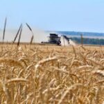 Corn and wheat prices jump to highest prices in more than three years