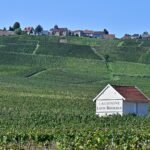 Extreme heat spurs earliest-ever Champagne harvest, putting its famous taste to the test