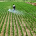Japan food self-sufficiency ratio falls to 37%, below 2030 goal of 45%