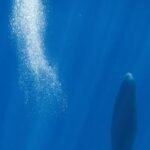 Blowing bubbles helps resting sperm whales avoid floating to the surface