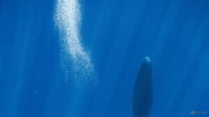 Blowing bubbles helps resting sperm whales avoid floating to the surface