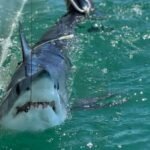 Scientists turn to sharks to improve hurricane predictions