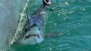 Scientists turn to sharks to improve hurricane predictions