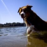 Dogs can distinguish between emotions in a human face, study shows