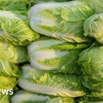 China probes use of formaldehyde to keep cabbages fresh