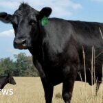 What’s causing record high US beef prices?