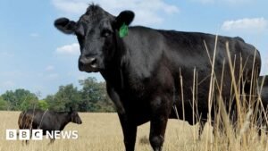 What’s causing record high US beef prices?
