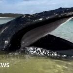 Young girl finds whale stranded on Australian beach