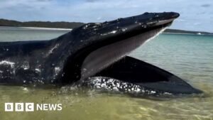 Young girl finds whale stranded on Australian beach