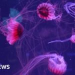 Watch: Jellyfish mesmerise in their own museum in Florida