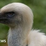 Vultures are disappearing in Nigeria – but the ‘vulture king’ and others are fighting back