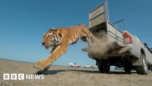 Moment first rare tiger in 70 years released in Kazakhstan