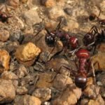 European interest in African ants is eco-threat for everyone