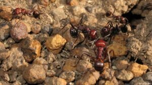European interest in African ants is eco-threat for everyone