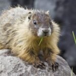Hungary goes solar, marmots go viral, Rome gets a glow-up