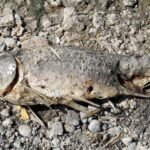 Hungary’s Lake Velence is drying up