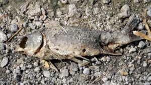 Hungary’s Lake Velence is drying up