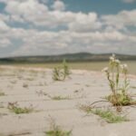 Hungary’s third-largest lake is running dry