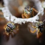 Brazil’s Indigenous guardian of the stingless bees