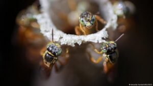 Brazil’s Indigenous guardian of the stingless bees