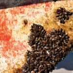 Hormuz blockade: A biological superspreader event?