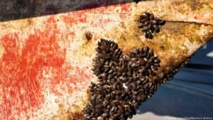Hormuz blockade: A biological superspreader event?