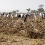 Nigeria: Dozens killed in Plateau state attack