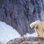 Person fined for using foghorn to wake sleeping polar bear