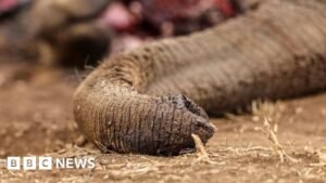 Kenya: Four arrested over suspected poisoning of elephants