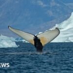 Giant whales move into Greenland waters as ice disappears