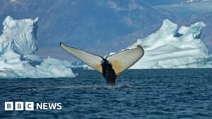 Giant whales move into Greenland waters as ice disappears