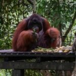 ‘People could get hurt’: Conservationists decry AI wildlife visuals
