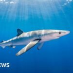Waterford: Man bitten by blue shark to undergo surgery