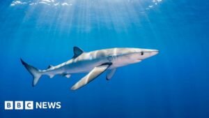 Waterford: Man bitten by blue shark to undergo surgery