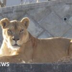 Three lions die in zoo as Japan battles extreme heat