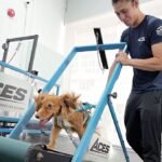 Is walking your dog enough? Inside Singapore’s dog gym that’s changing canine fitness