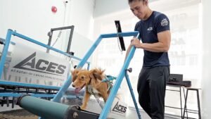Is walking your dog enough? Inside Singapore’s dog gym that’s changing canine fitness