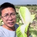 South Korea steps up checks as China probes formaldehyde-tainted cabbages