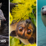 Australia is the planet’s extinction hotspot, but one animal offers a glimmer of hope