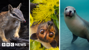 Australia is the planet’s extinction hotspot, but one animal offers a glimmer of hope